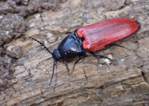 Réf. 317 566 : Ampedus sanguineus